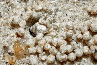 Kum deniz kenarında küçük bir yengeç.