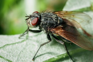 Bir Sineğin Yakın Çekimi.