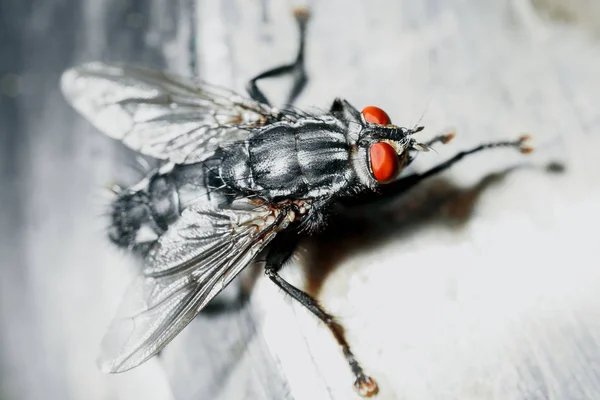 Fechar de uma mosca. — Fotografia de Stock