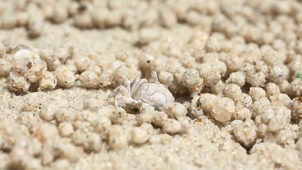 Sahilde Küçük Bir Yengeç Kum Topları Yapar Topları Kum Deniz — Stok video