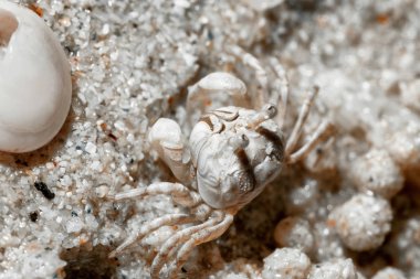Kum deniz kenarında küçük bir yengeç.
