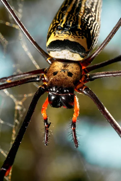 Grande ragno . — Foto Stock