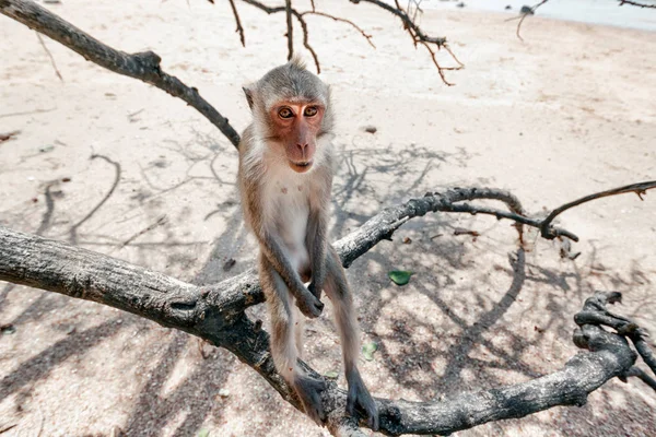 Portrait of a monkey close-up. — Stock Photo, Image