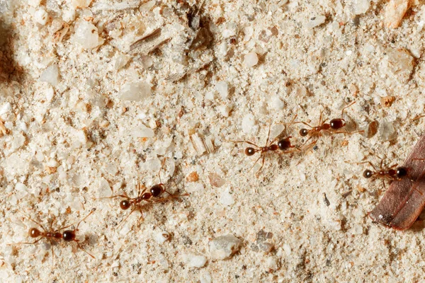 A formiga é close-up . — Fotografia de Stock