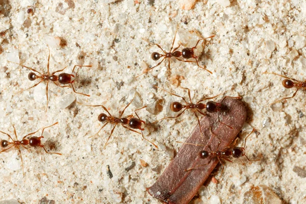 La hormiga está cerca. . — Foto de Stock
