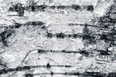 Huş kabuğu yüzeyi.