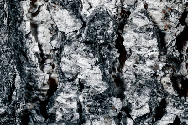 자작나무 껍질 표면. — 스톡 사진