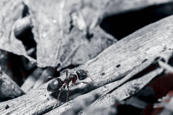 アリが近づいている. — ストック写真