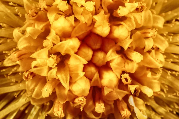 Dandelion flower texture. — Stock Photo, Image