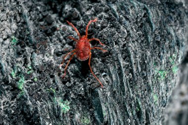 Eklembacaklı ve omurgasız bir şey.