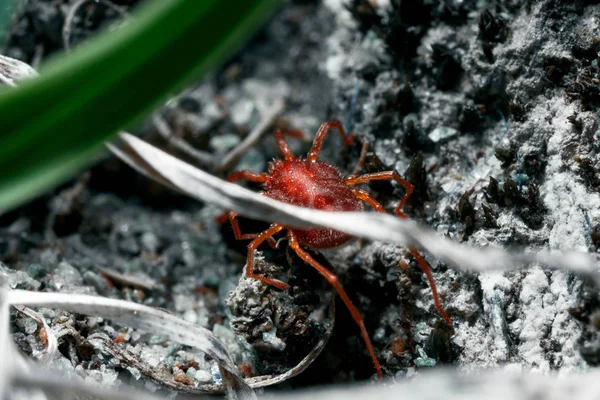 Algo artrópodo e invertebrado . — Foto de Stock