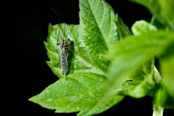 Mosquito on a leaf. — Stock Photo, Image