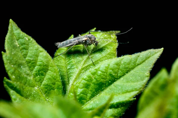 Mosquito op een blad. — Stockfoto