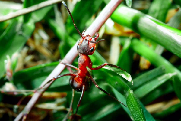 The ant is close-up. — Stock Photo, Image