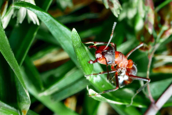 La hormiga está cerca. . — Foto de Stock