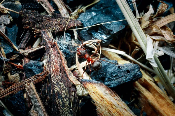 개미는 클로즈업. — 스톡 사진