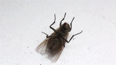 Kirli bulaşıcı sinek.