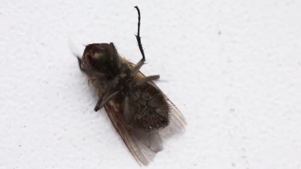 Dirty infectious fly. — Stockvideo