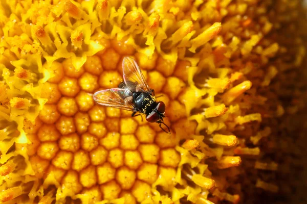 Une Mouche Avec Pollen Sur Abdomen Sur Une Fleur Jaune — Photo