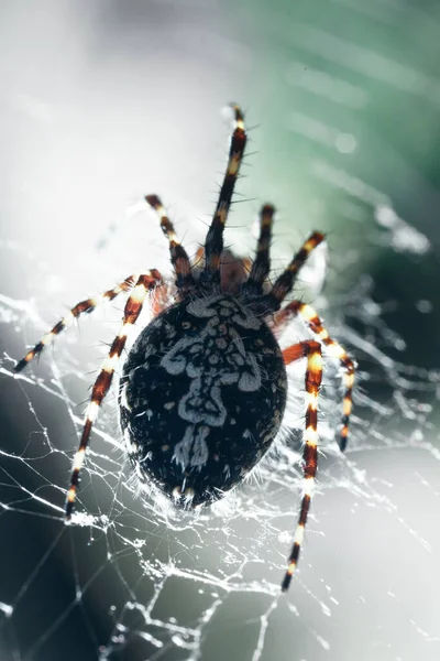 Τρομακτική Αράχνη Πράσινο Φόντο Φύλλων — Φωτογραφία Αρχείου