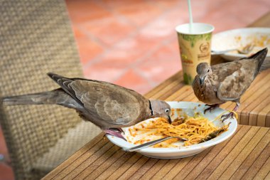 Yemek yemeği restoran tablodan güvercinler
