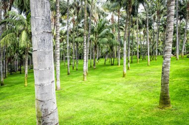 Bahçe, Tenerife yeşil palmiye ağaçlarında