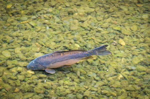 Carpa Koi Peces Decorativos Agua —  Fotos de Stock