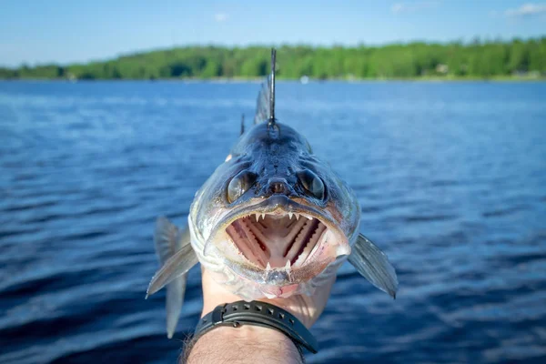 cropped shot of fisherman holding fish with lake on background