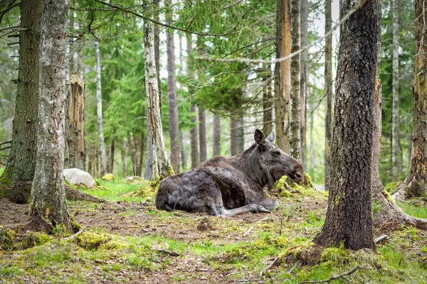 Close View Moose Resting Swedish Forest — Stock Photo, Image