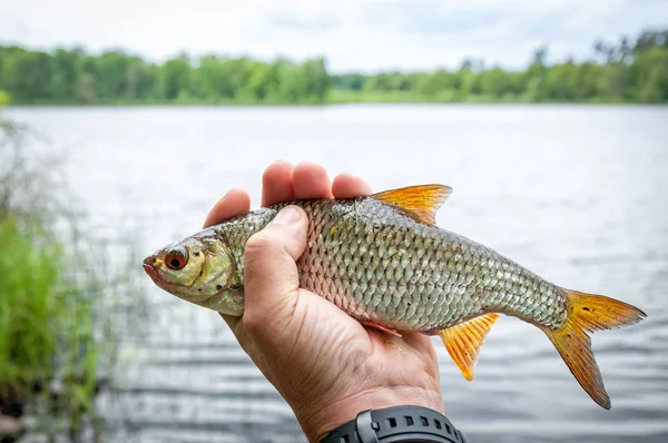 Частковий Вид Людини Тримає Рибу Руці Озером Фоні — стокове фото