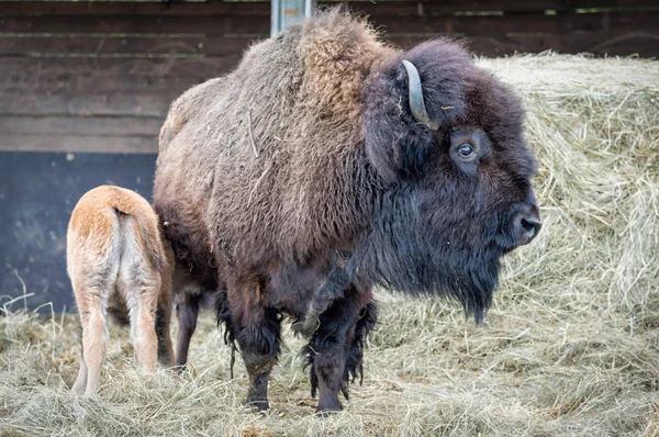 Close View Bison Family Safari Park — Stock Photo, Image