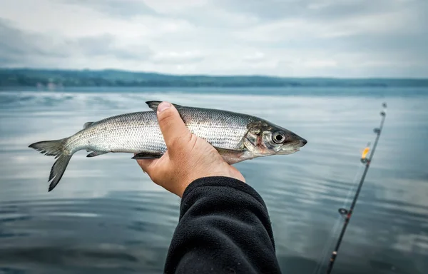 Colpo Ritagliato Del Pescatore Che Tiene Pesce Con Lago Sullo — Foto Stock
