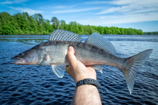 Tiro Cortado Pescador Segurando Peixes Com Lago Fundo — Fotografia de Stock