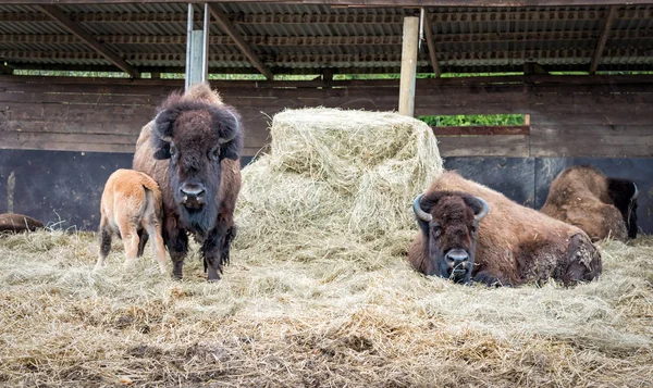 Vista Perto Família Bison Parque Safári — Fotografia de Stock