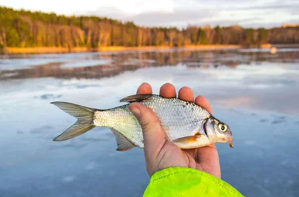 Fehér Keszeg Jég Halászati Trófea — Stock Fotó