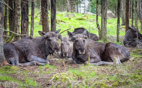 Close View Group Moose Resting Swedish Forest — Stock Photo, Image