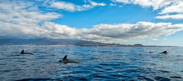 Paisagem Panorâmica Mar Com Baleias Piloto Barbatana Curta — Fotografia de Stock