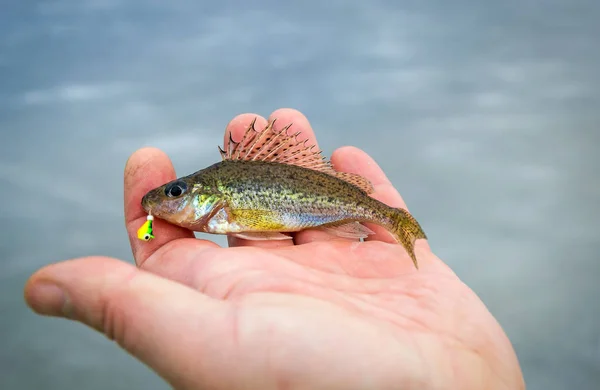 Ruff Balık Trophy Buz Balıkçılık Altında — Stok fotoğraf