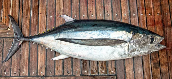 White tuna fish on boat deck