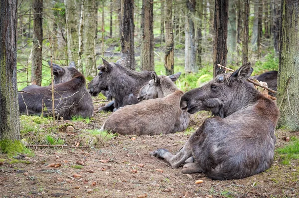 Close View Group Moose Resting Swedish Forest — Stock Photo, Image