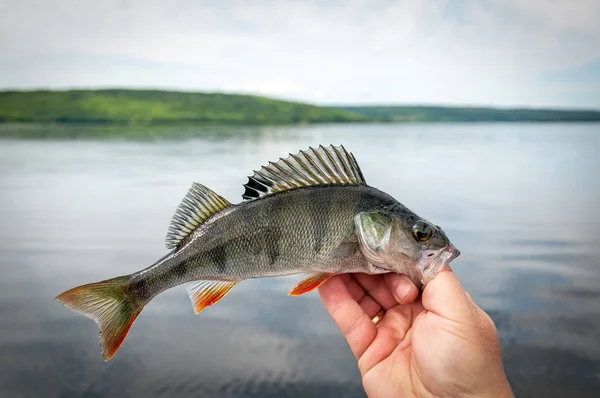 Visão Parcial Homem Segurando Peixes Mão Com Lago Fundo — Fotografia de Stock