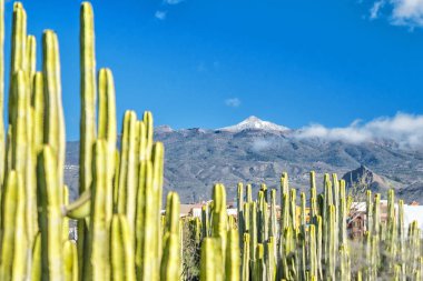 Teide karlı dağın tepesinde kaktüs bitkileri ile göster 