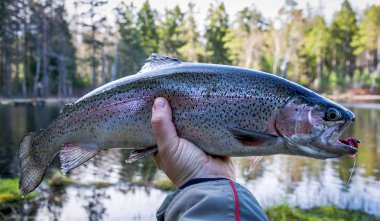 Spring rainbow trout from the lake clipart