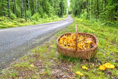 Chantarelle İsveçli yaz sezonunda