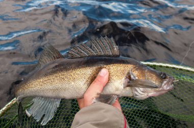 anglers elinde walleye balık 