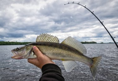 Walleye Balıkçılık bulutlu günde trolling