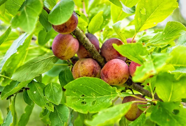 Zahradní Větev Švestkami Prunus Domestica — Stock fotografie