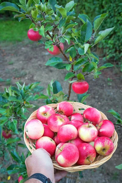 Pommes Été Jardin Maison — Photo