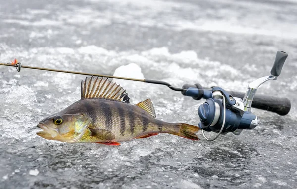Téli Sügér Halászat Trófea — Stock Fotó