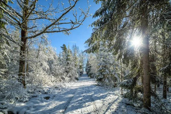 2月在瑞典森林 — 图库照片